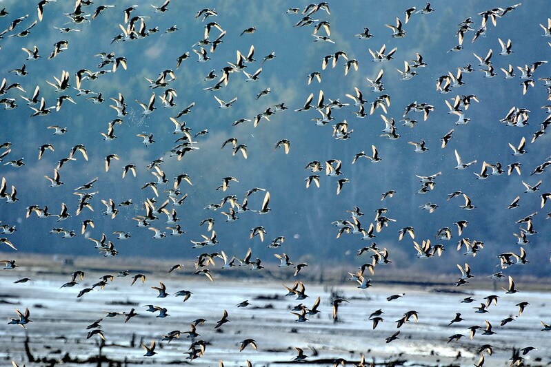 Least Sandpipers at Billy Frank Jr. Nisqually National Wildlife Refuge / Flickr / Jim Culp

link: https://flickr.com/photos/jimculp/52693894108