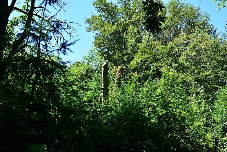 May Creek Trail / Wikimedia Commons / Joe Mabel
Link: https://commons.wikimedia.org/wiki/File:Renton,_WA_-_May_Creek_Trail_03.jpg